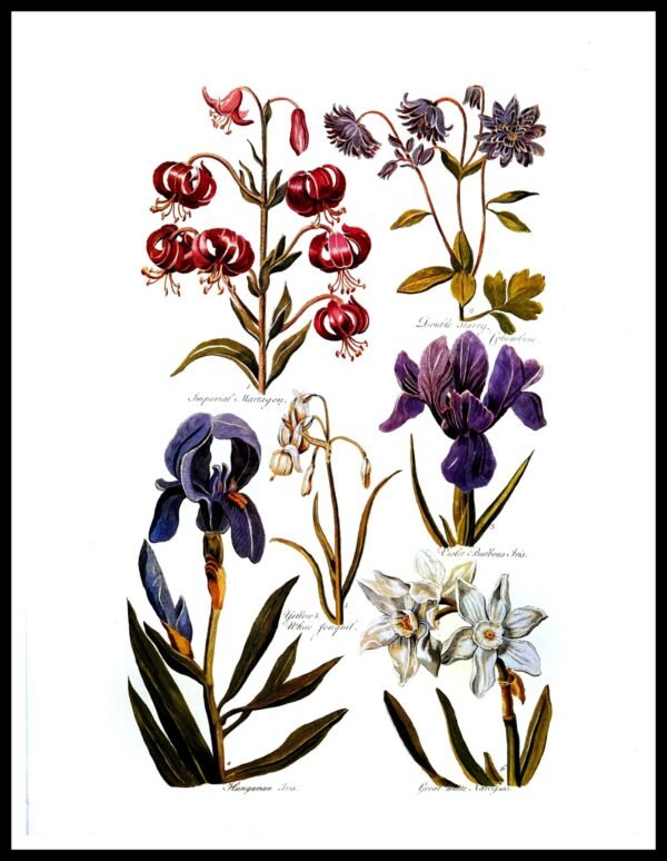 ALP F12051 Hills Eden (Antique Prints)